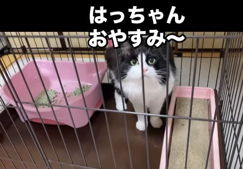 ケージの中からカメラを見つめる猫