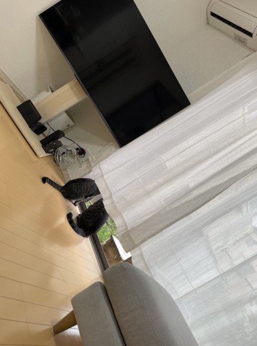 カーテンの間に入って、窓の外を眺める2匹の猫