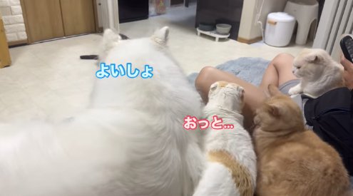 猫3匹の真横で伏せをする犬「よいしょ」「おっと…」