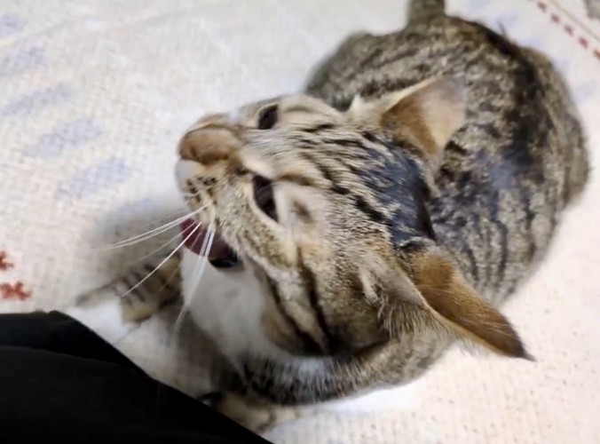 少し口を開ける猫