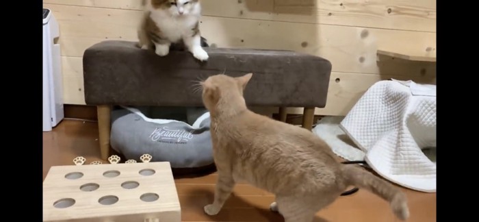 にらみ合う猫