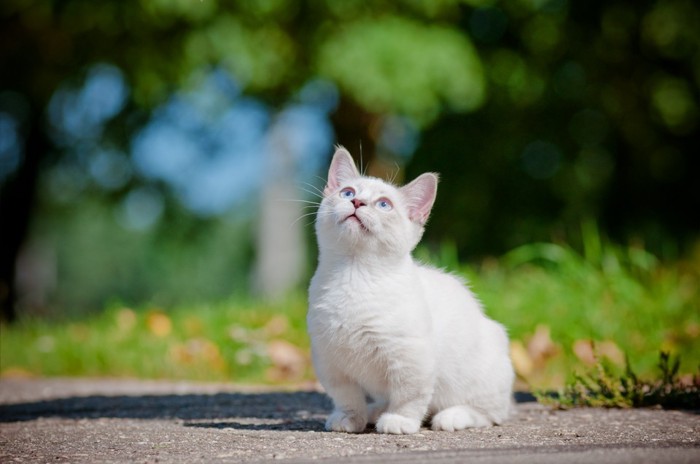 見上げる子猫