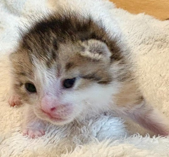 三毛猫
