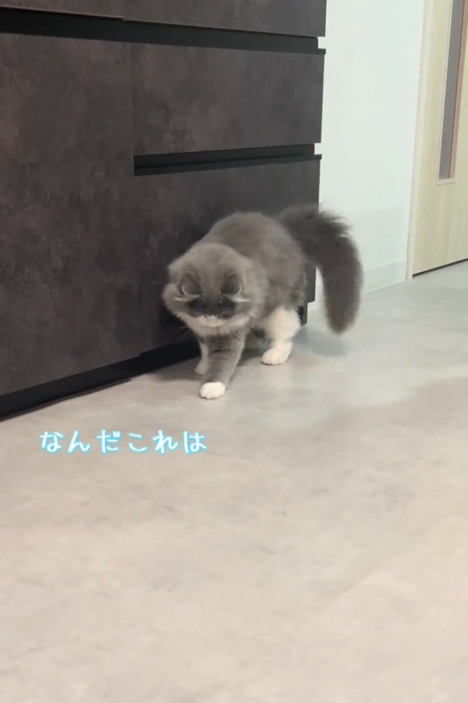 下を見る猫