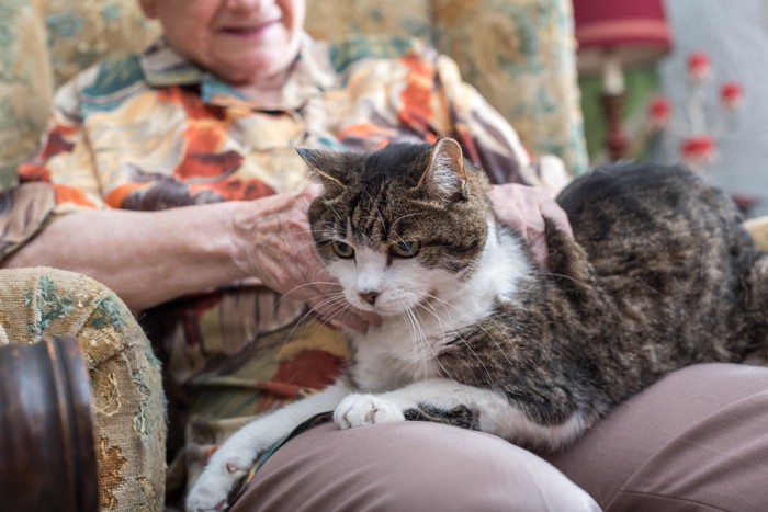 猫とおばあさん