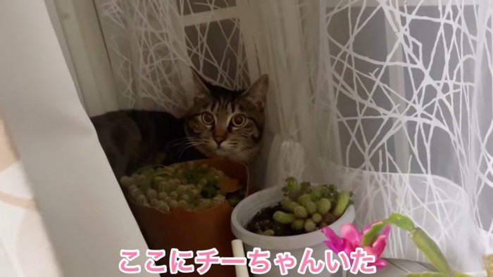 隠れている猫