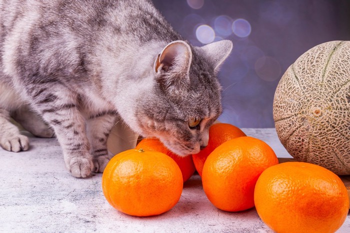 テーブルの上のみかんを嗅ぐ猫