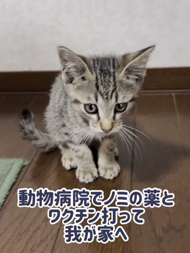 お座りする子猫