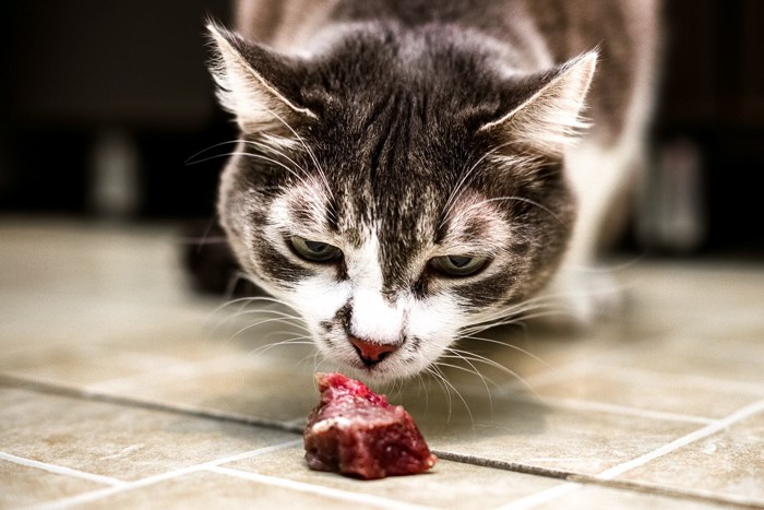 キャットフードを食べる猫