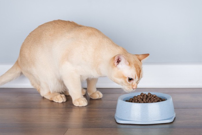 ご飯のニオイを確認する猫