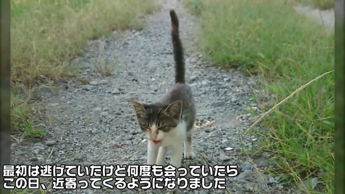 しっぽを立てて歩いてくる子猫