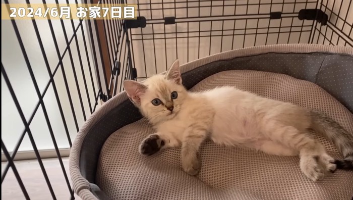 お家7日目