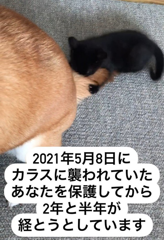 犬のしっぽで遊ぶ子猫