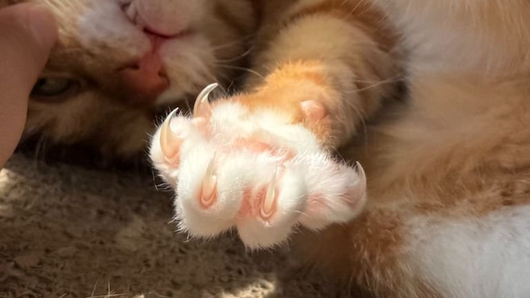 猫の手