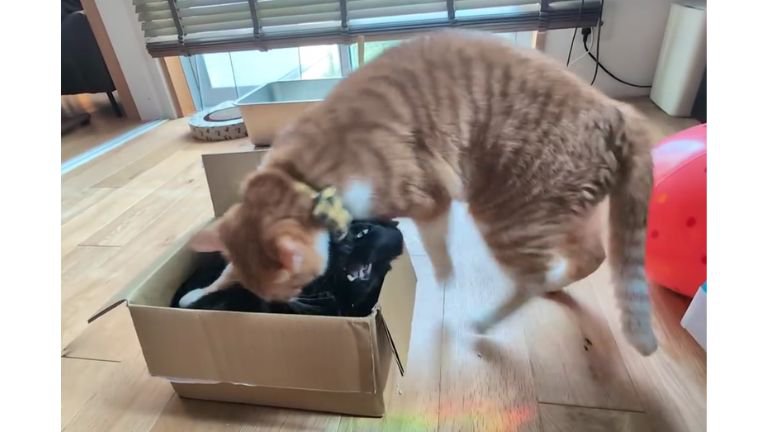箱に入っている黒猫