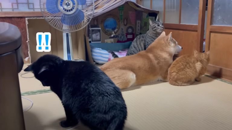 室内にいる猫と犬