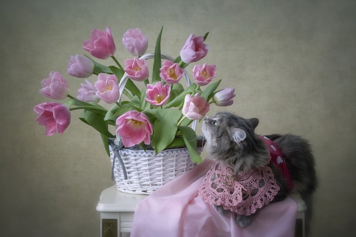 飾られた花の匂いを嗅ぐ猫