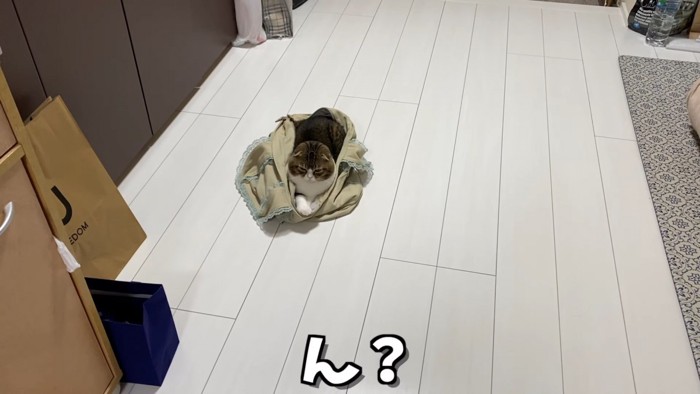 カバンに入る猫