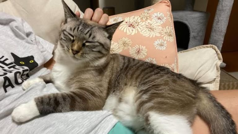 女性に乗る猫