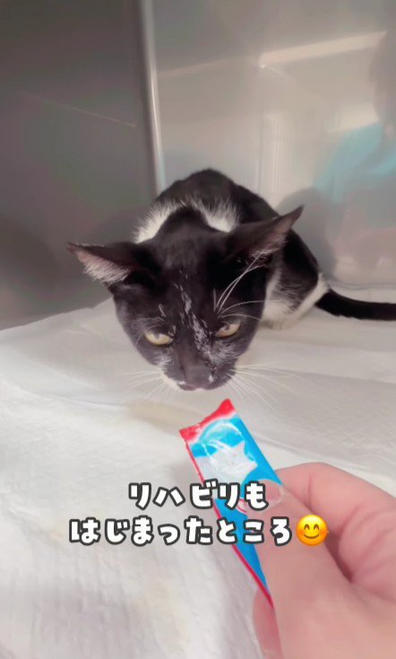 おやつを食べる白黒猫