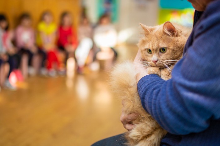 教室を訪問した猫