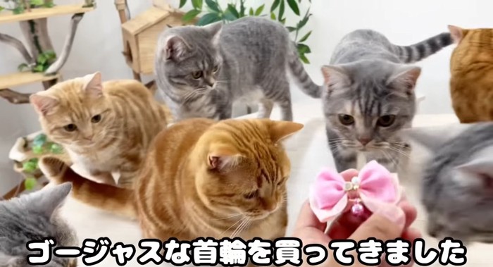 集まる猫