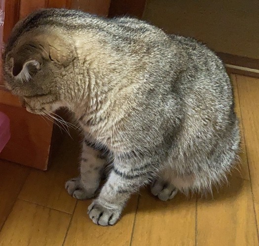 姿勢を低くして見つめる猫