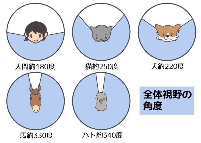 猫の視界はヒトより広い