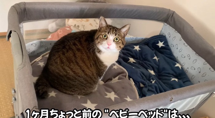 ベッドの中の猫