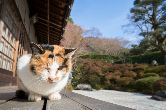 お寺にいる三毛猫