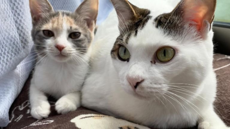 室内にいる猫