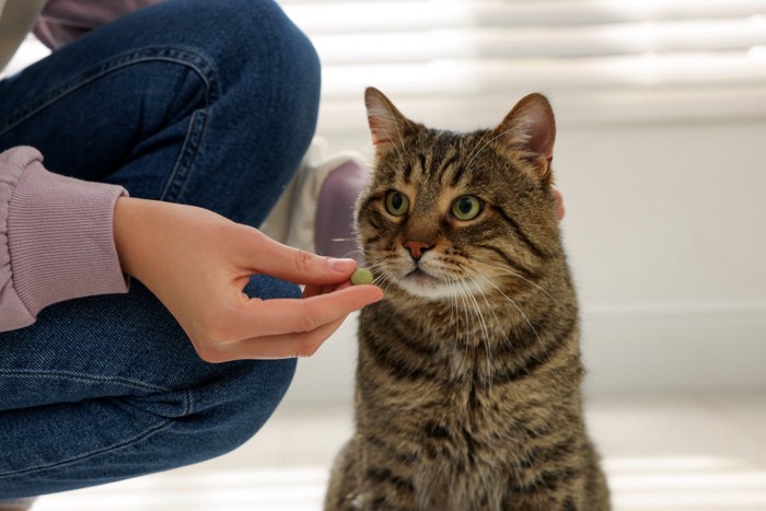 猫にサプリメントを与える飼い主さん