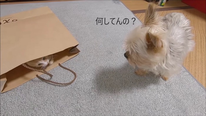 子猫と犬