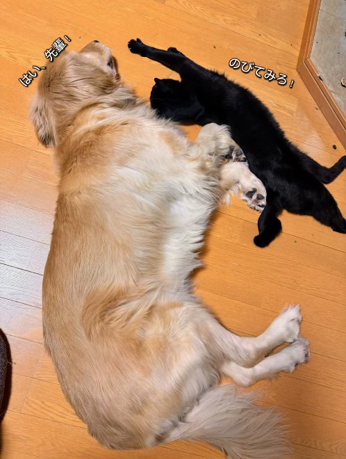 床の上で伸びている猫と犬