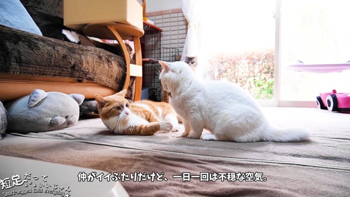 寝そべる猫と座る猫