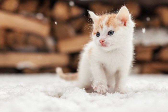 雪と子猫