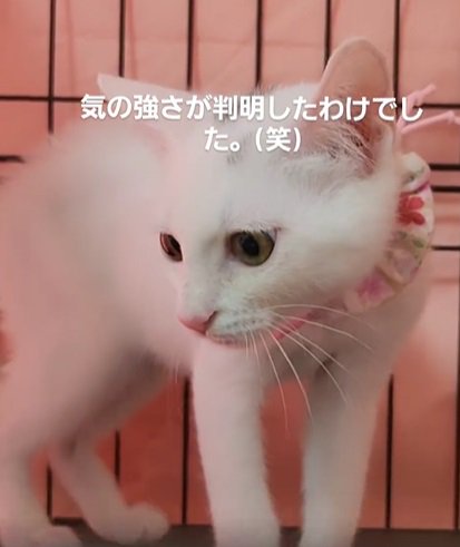 ケージに入って左下を見る猫