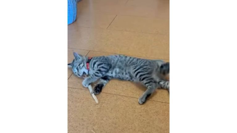 遊んでいる猫