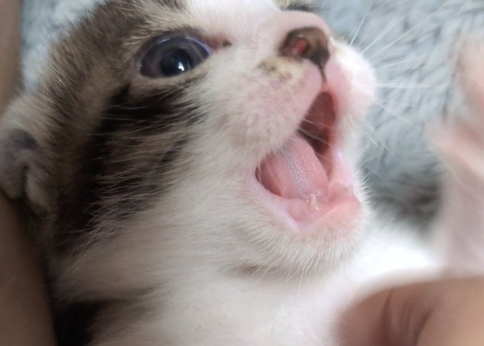 口を開ける猫