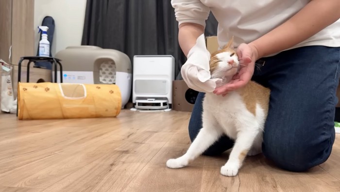 顔を拭かれるチップくん