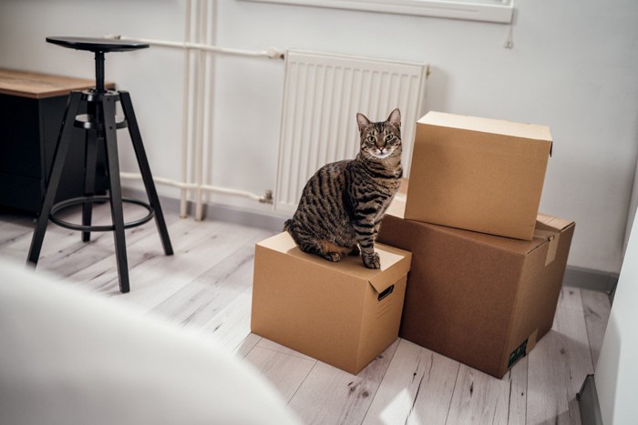 模様替えに驚く段ボール上の猫