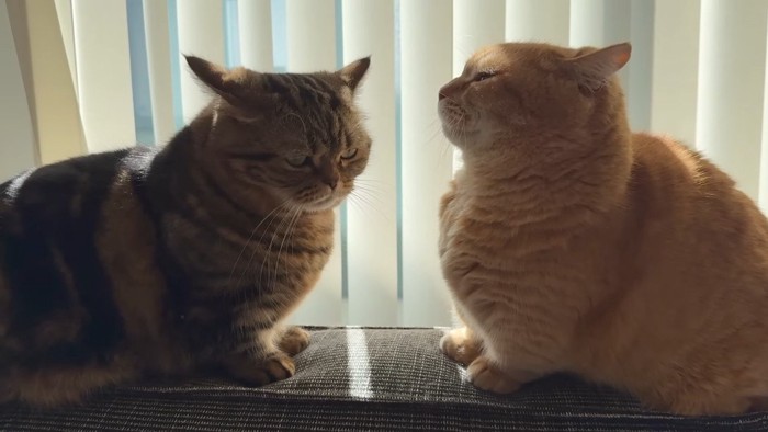 目を合わせないふたり