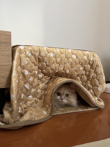 こたつに入る猫