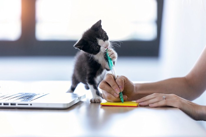 メモを取る飼い主の邪魔をする子猫