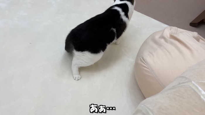 猫の後ろ姿