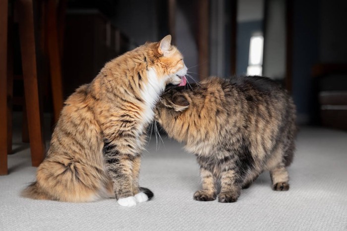 アログルーミング中の猫たち