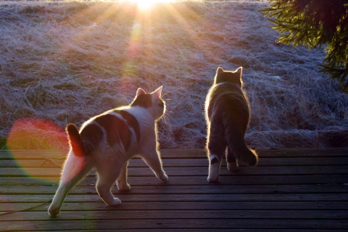 夕暮れに動き出す猫2匹