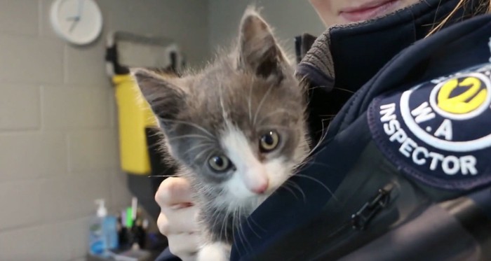 抱っこされるグレーと白の子猫