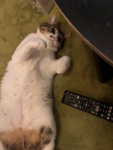 寝そべる猫