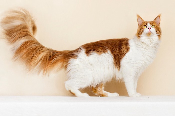 尻尾の長いメインクーン